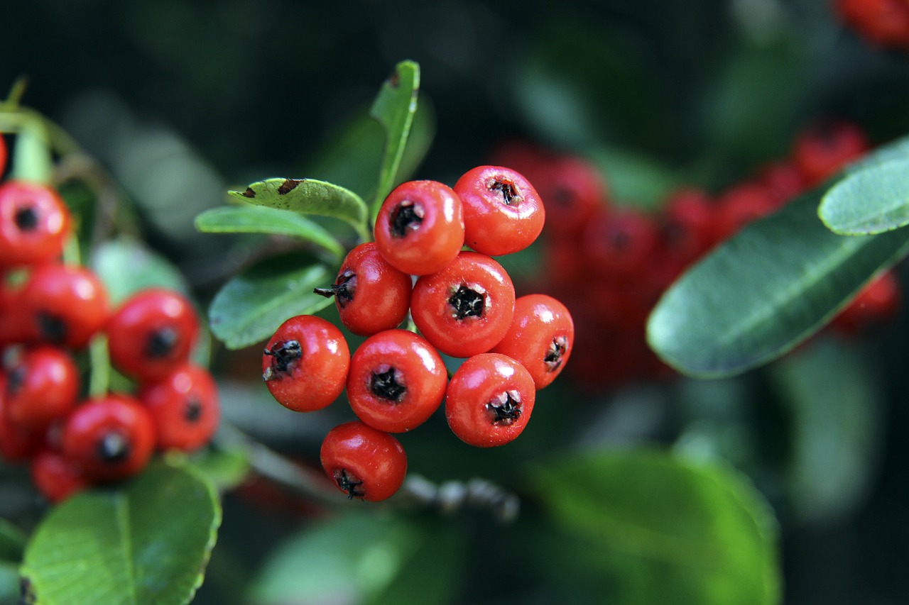 来西亚男子 来西亚男子